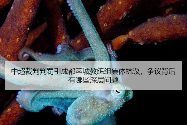 中超裁判判罚引成都蓉城教练组集体抗议，争议背后有哪些深层问题